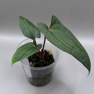 Anthurium RVDP x (Indo Portillae x X-One)