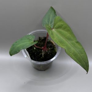Anthurium RVDP x (Indo Portillae x X-One)