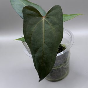 Anthurium RVDP x (Indo Portillae x X-One)
