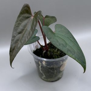Anthurium RVDP x (Indo Portillae x X-One)
