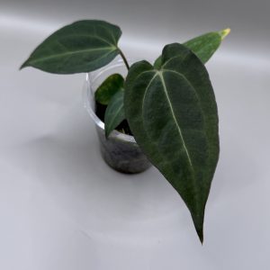 Anthurium (BVEP x Dorito Portillae) #2 x DaH