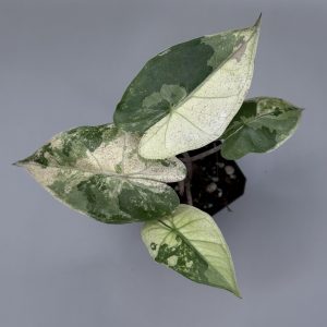 Alocasia Plumbea Nigra Golden Variegata