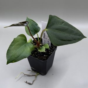 Anthurium Soul Reaper S1 x (Indo Portillae x X-One)