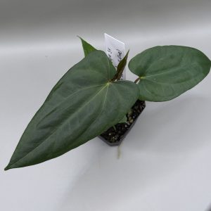 Anthurium Soul Reaper S1 x (Indo Portillae x X-One)