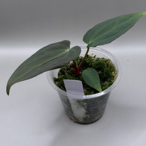 Anthurium (BVEP x Dorito Portillae) #2 x DaH