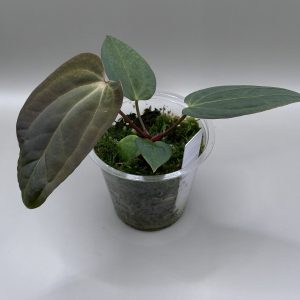 Anthurium (BVEP x Dorito Portillae) #2 x DaH