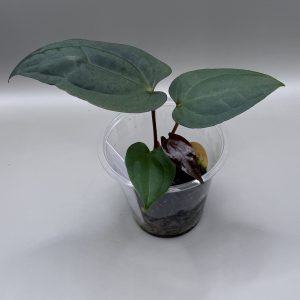 Anthurium RVDP x (Indo Portillae x X-One)