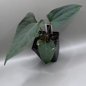 Anthurium Mr. Worldwide S1 #2 x Soul Reaper OG Clone