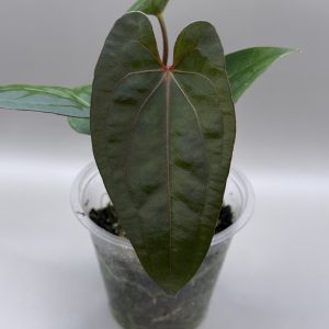 Anthurium RVDP x (Indo Portillae x X-One)