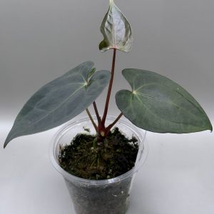 Anthurium RVDP x (Indo Portillae x X-One)