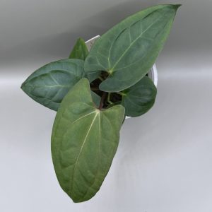 Anthurium RVDP x (Indo Portillae x X-One)