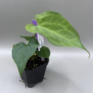 Anthurium Mr. Worldwide S1 #2 x (Pap. #8 x Soul Reaper)
