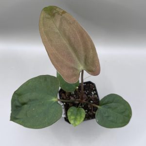 Anthurium Mr. Worldwide S1 #2 x (Pap. #8 x Soul Reaper)