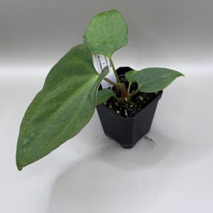 Anthurium Mr. Worldwide S1 #2 x (Pap. #8 x Soul Reaper)