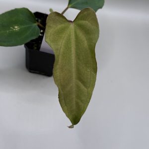 Anthurium Mr. Worldwide S1 #2 x (Pap. #8 x Soul Reaper)