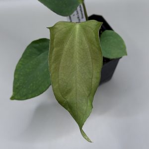 Anthurium Mr. Worldwide S1 #2 x (Pap. #8 x Soul Reaper)