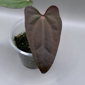 Anthurium RVDP x (Indo Portillae x X-One)