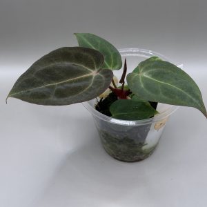 Anthurium (BVEP x Dorito Portillae) #2 x DaH