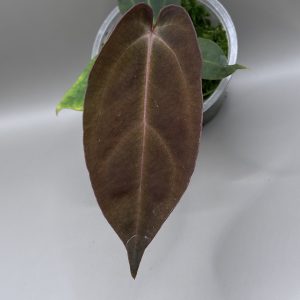 Anthurium (BVEP x Dorito Portillae) #2 x DaH