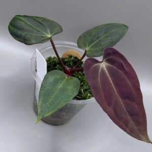 Anthurium (BVEP x Dorito Portillae) #2 x DaH