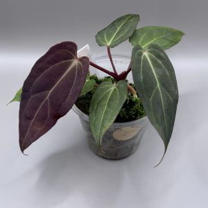 Anthurium (BVEP x Dorito Portillae) #2 x DaH