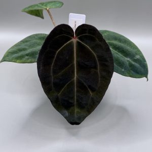 Anthurium (BVEP x Dorito Portillae) #2 x DaH
