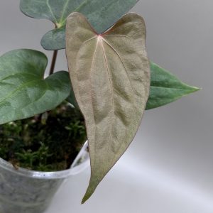 Anthurium RVDP x (Indo Portillae x Pap. X-One)