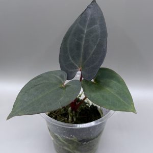Anthurium RVDP x (Indo Portillae x Pap. X-One)