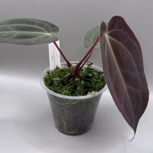 Anthurium (BVEP x Dorito Portillae) #2 x DaH