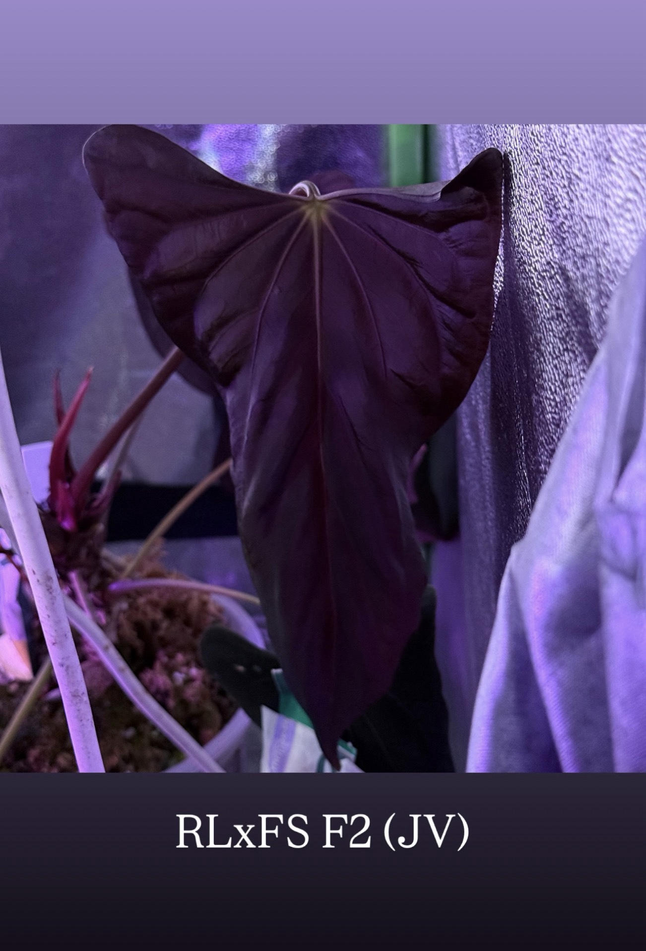 Anthurium Pedro S1 x Anthurium ((RL x FS) F2) – Bild 6
