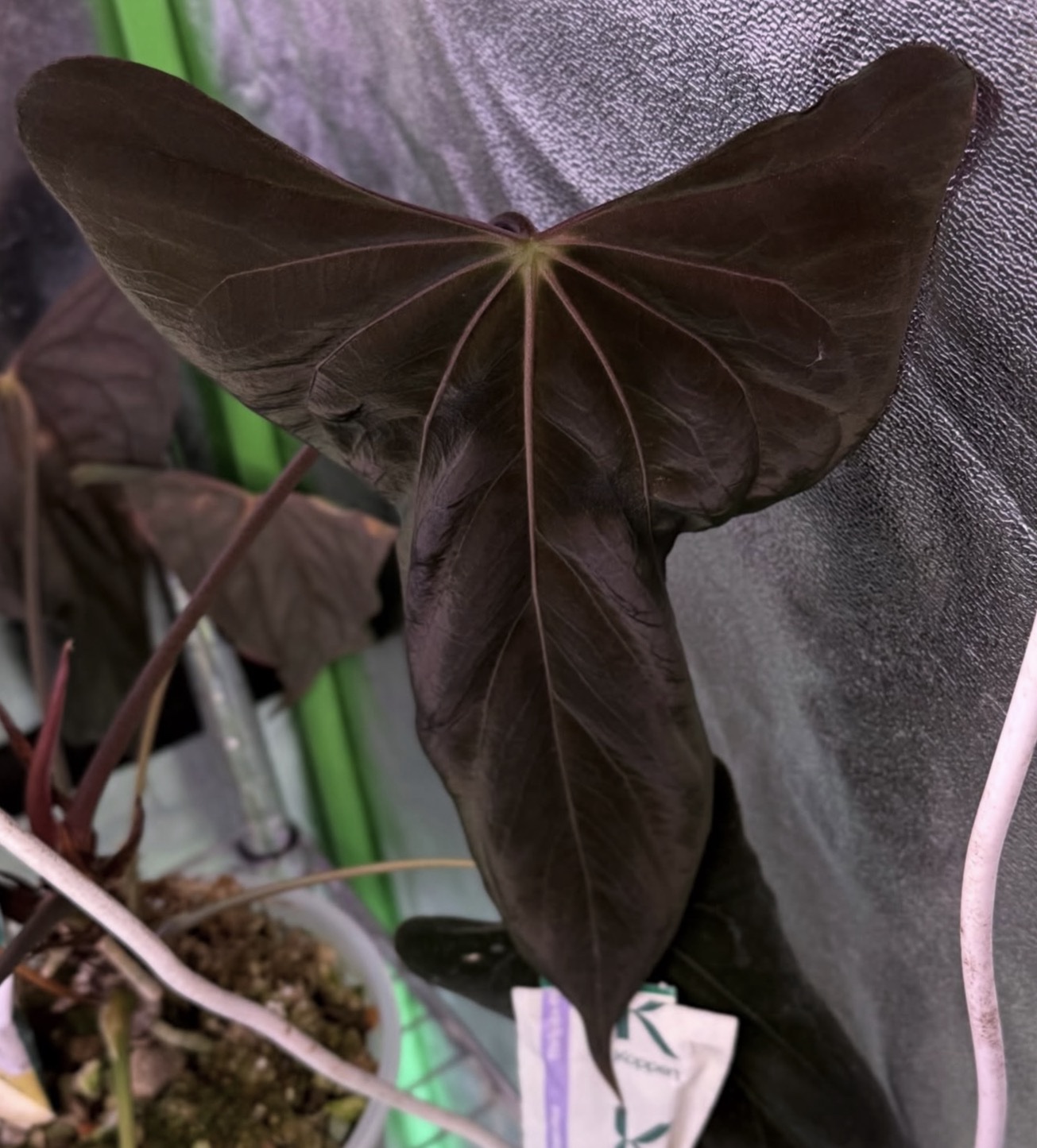 Anthurium Pedro S1 x Anthurium ((RL x FS) F2) – Bild 7