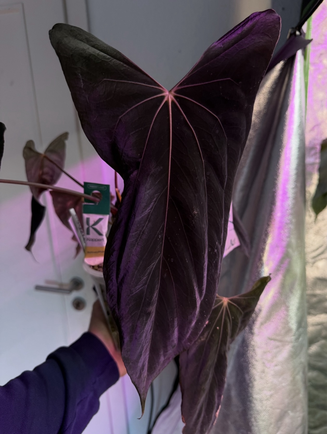 Anthurium Pedro S1 x Anthurium ((RL x FS) F2) – Bild 8
