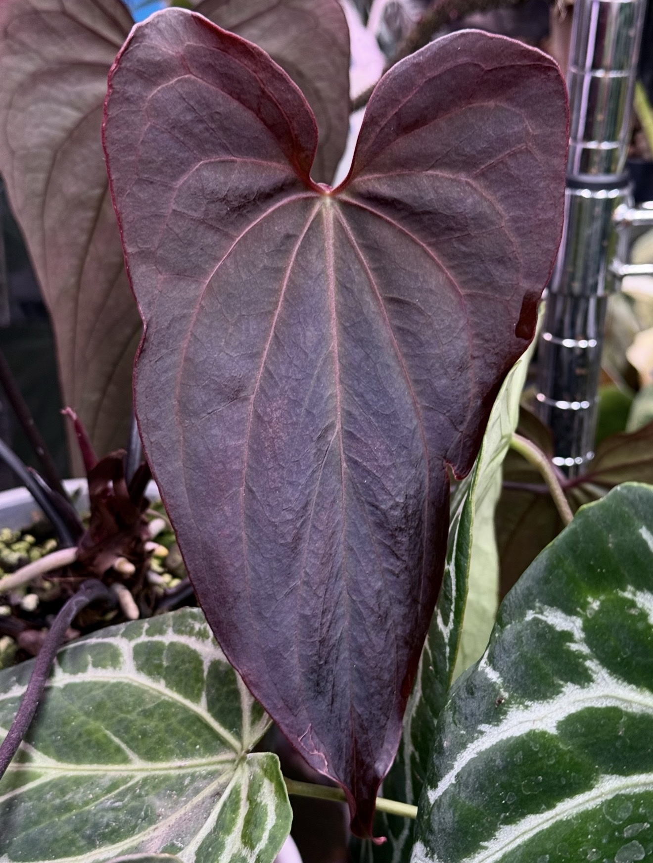Anthurium Pedro S1 x Anthurium ((RL x FS) F2) – Bild 3