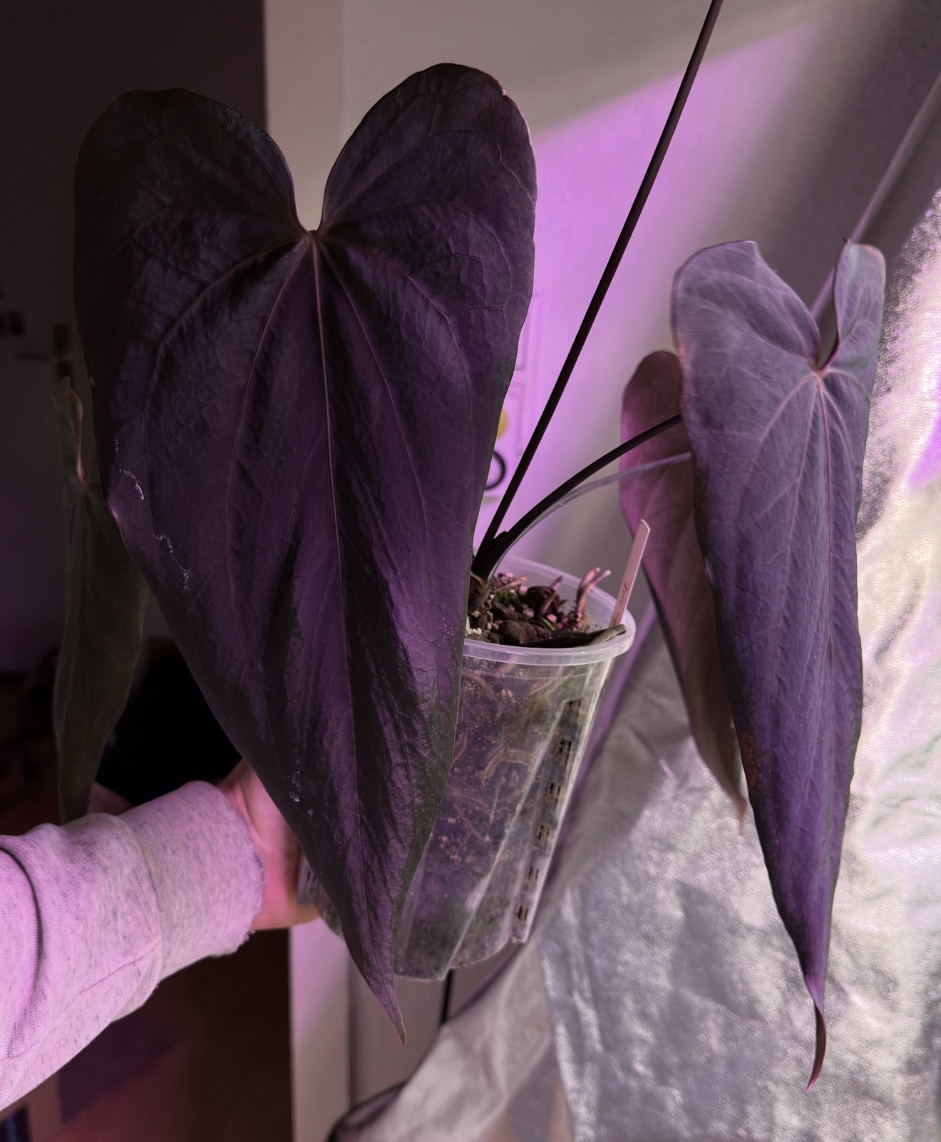 Anthurium Pedro S1 x Anthurium ((RL x FS) F2) – Bild 4