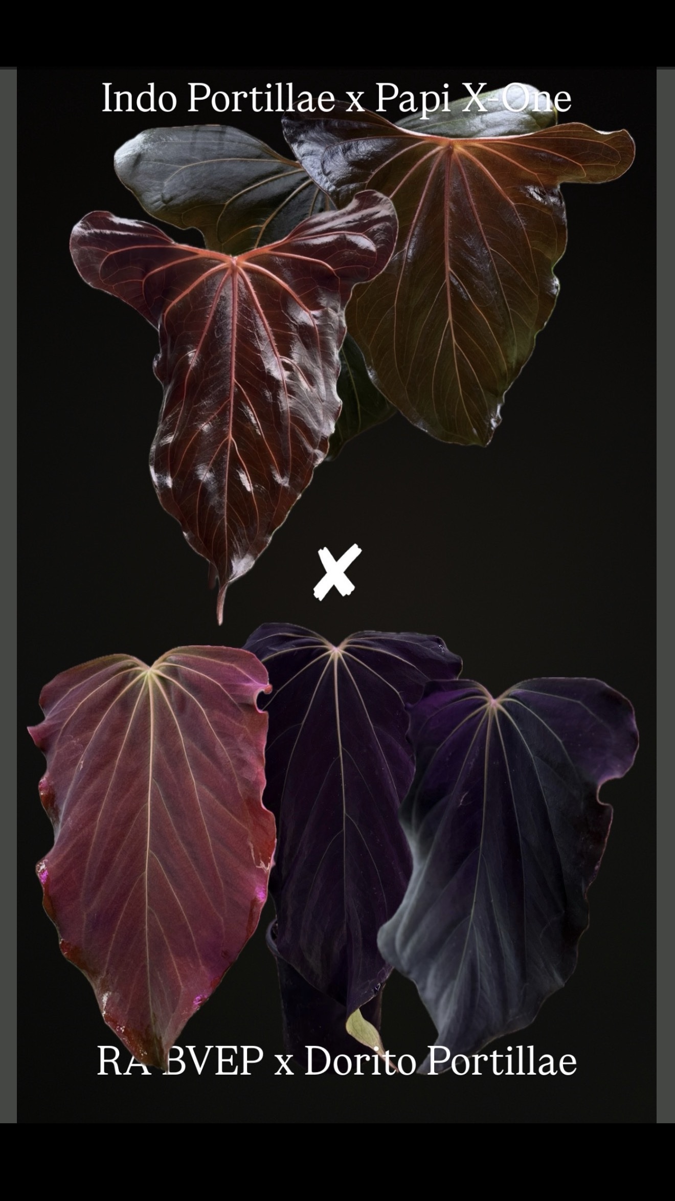 Anthurium (Indo Portillae x X-One) x (RA BVEP x Dorito Portillae) - seedlings – Bild 2
