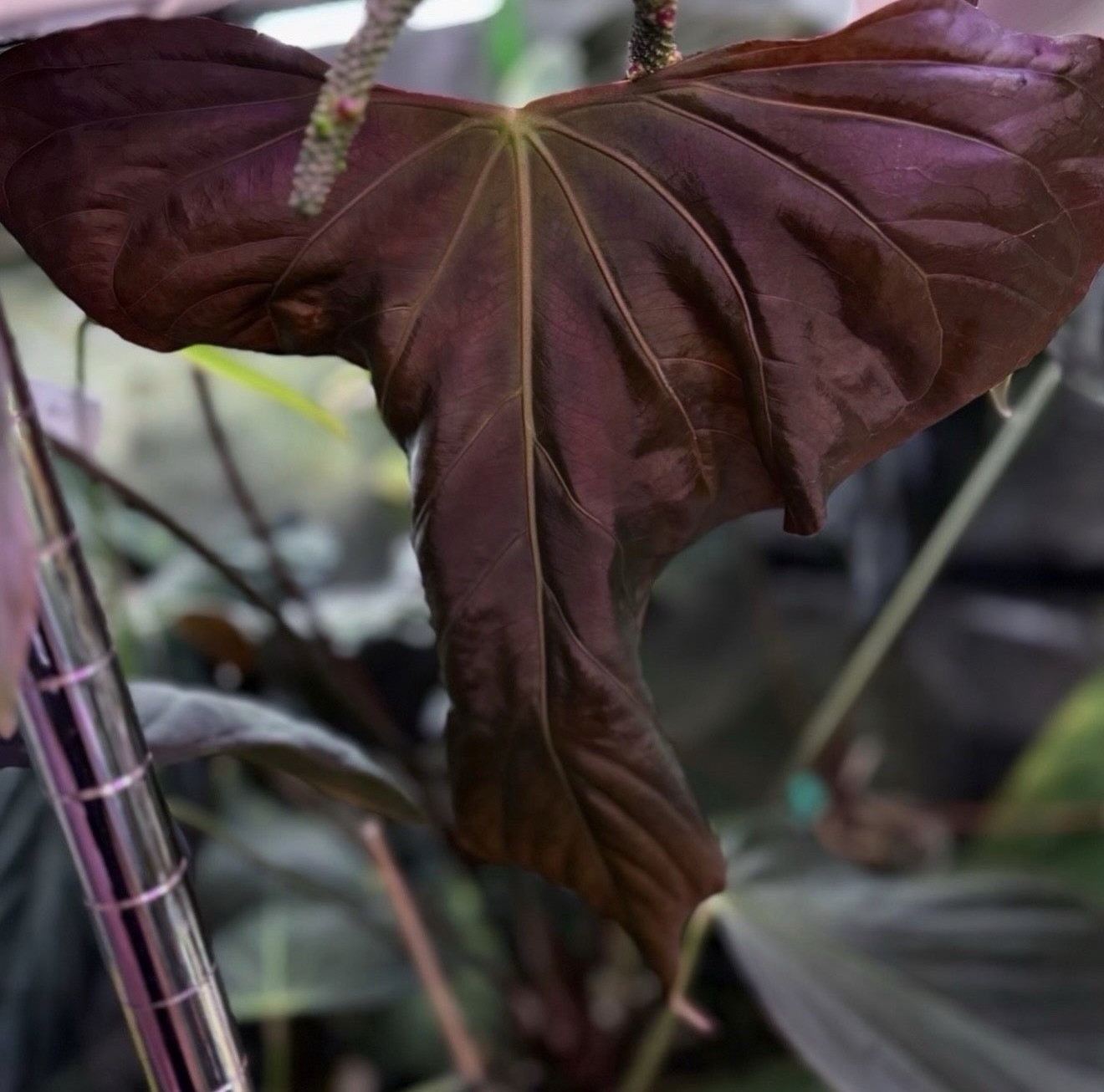Anthurium sp. nov DF x (RA BVEP x Dorito Portillae) – Bild 6