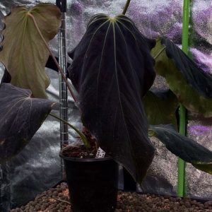 Anthurium (RA BVEP x Dorito Portillae) x self - 2x germinated seed