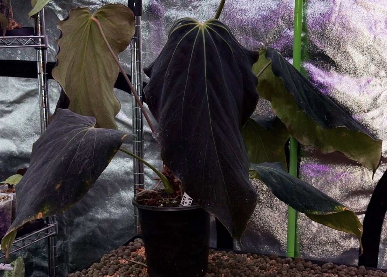 Anthurium (RA BVEP x Dorito Portillae) x self - 2x germinated seed
