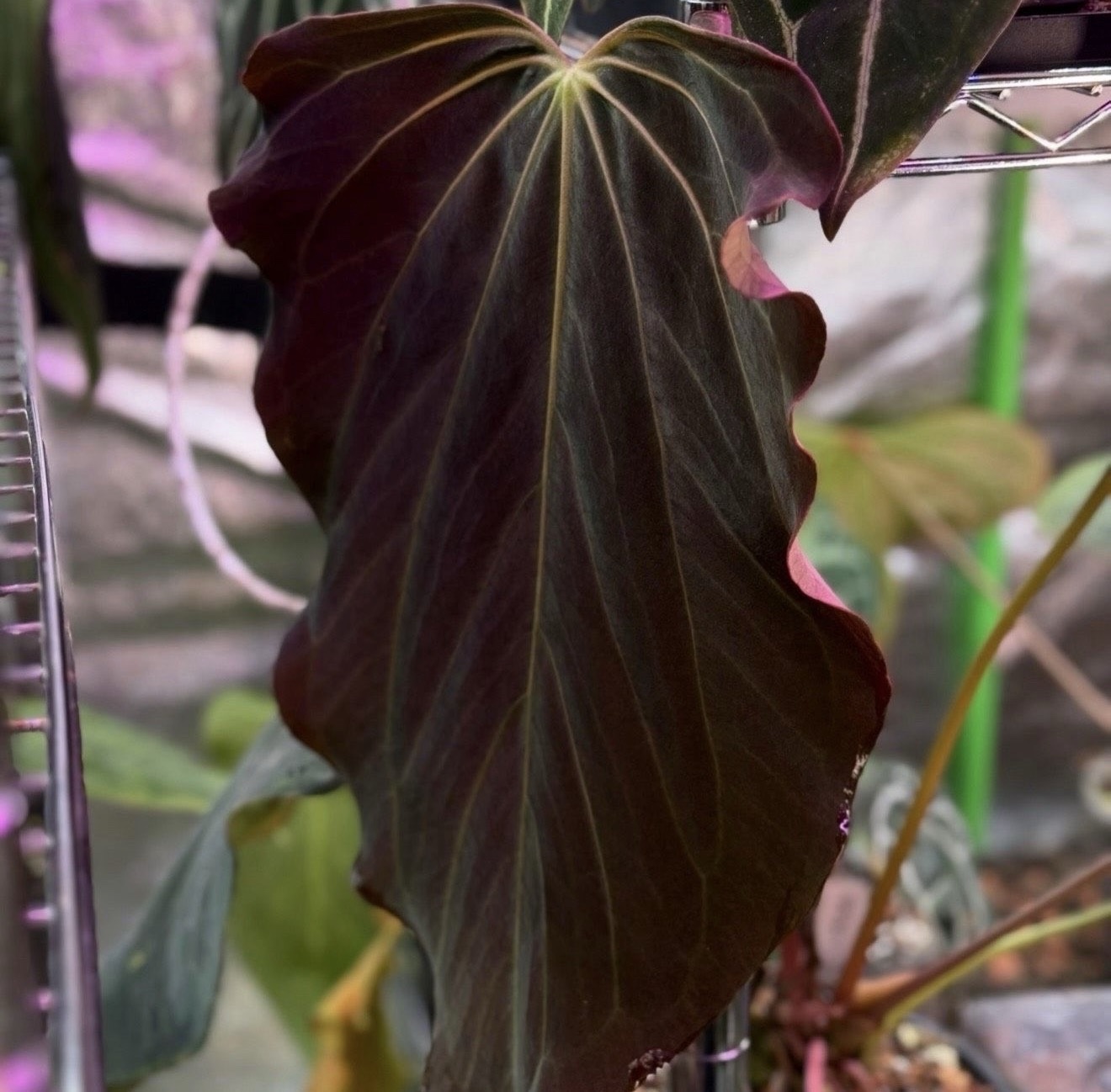Anthurium (RA BVEP x Dorito Portillae) x self - 2x germinated seed – Bild 4