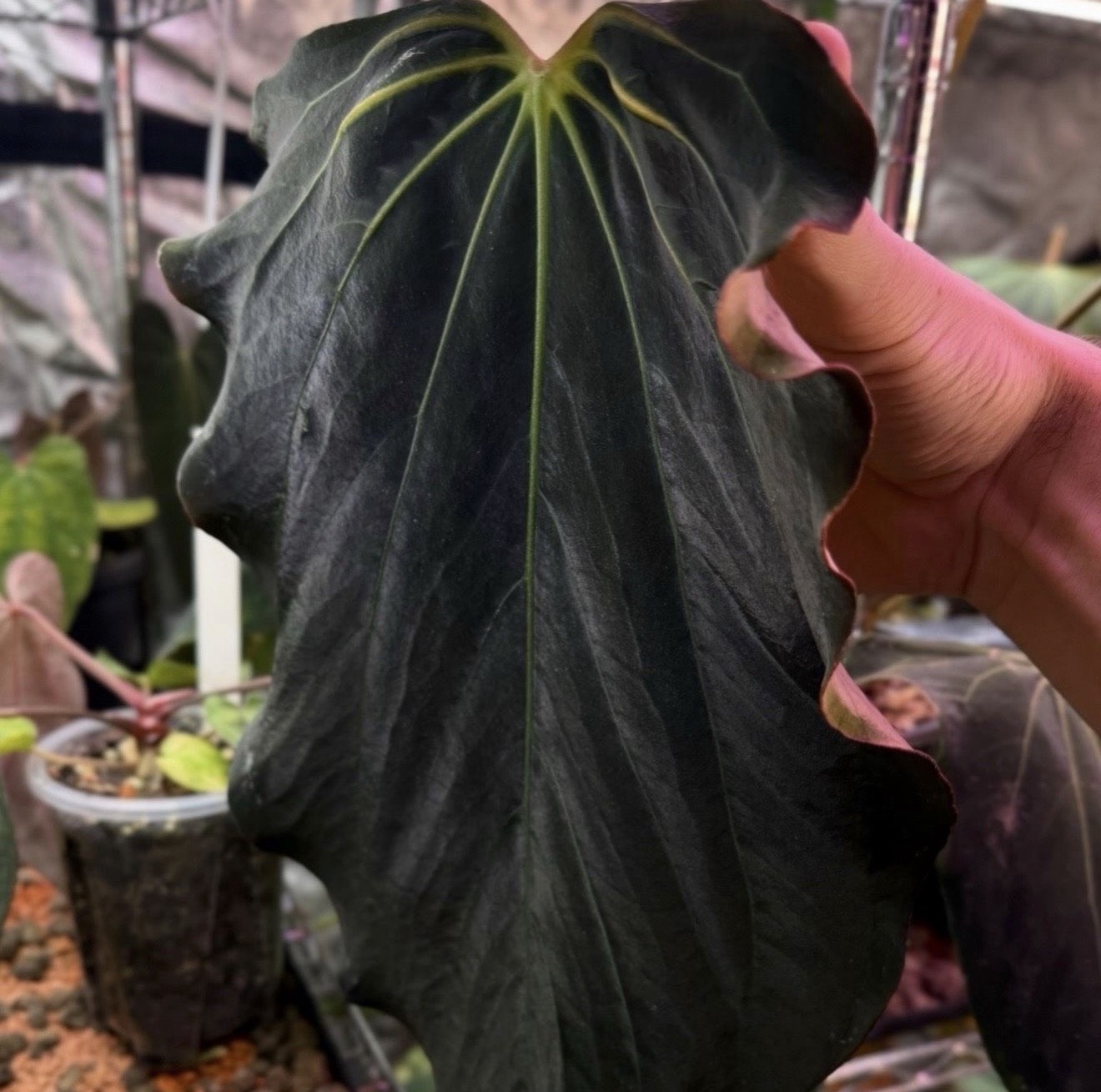 Anthurium (RA BVEP x Dorito Portillae) x self - 2x germinated seed – Bild 3