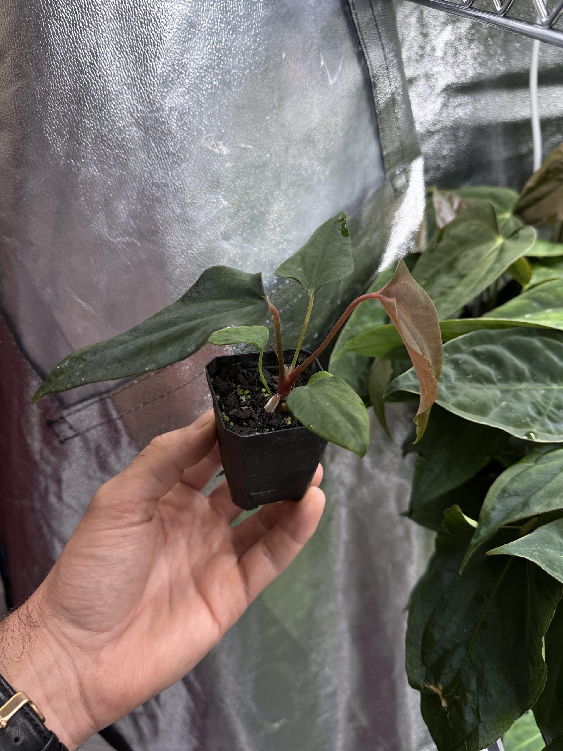 Anthurium sp. nov DF x (RA BVEP x Dorito Portillae) – Bild 3