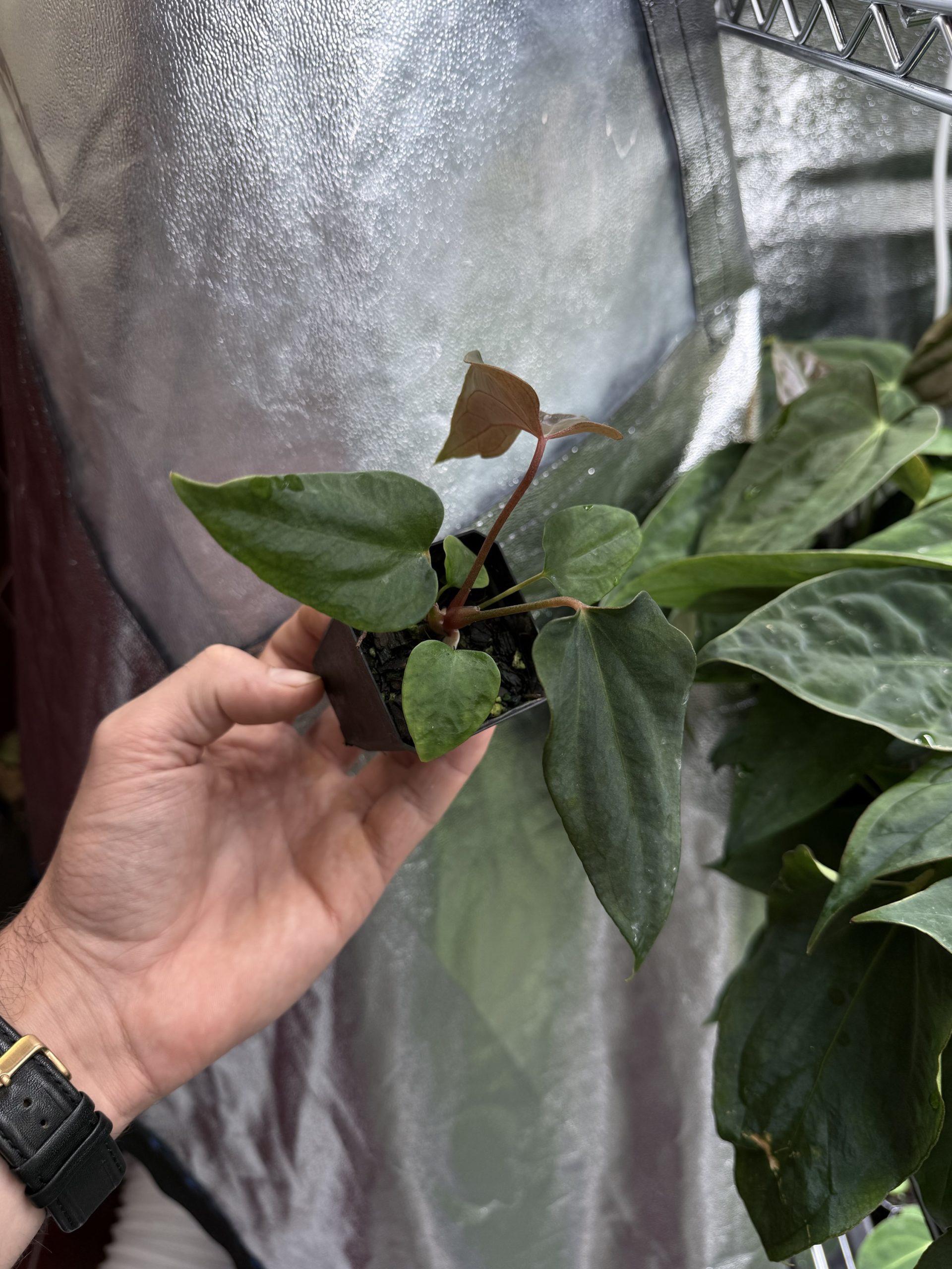 Anthurium sp. nov DF x (RA BVEP x Dorito Portillae) – Bild 4