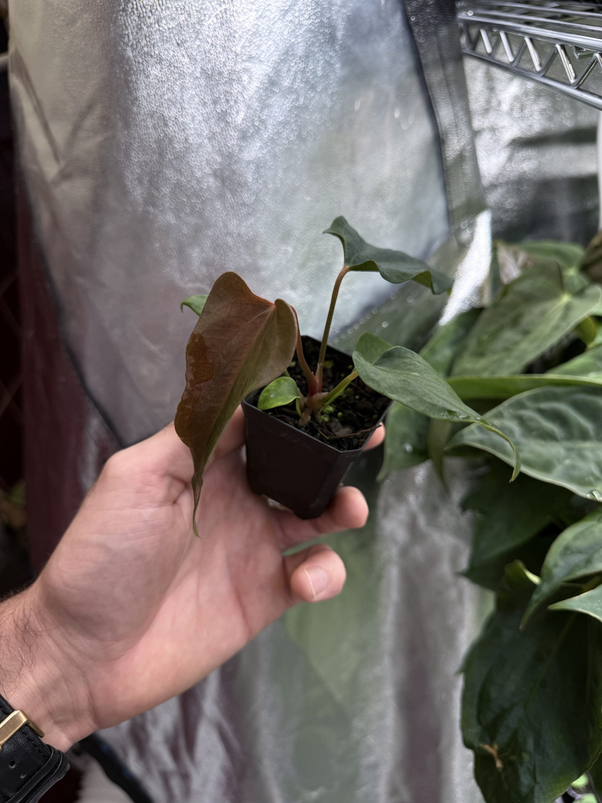 Anthurium sp. nov DF x (RA BVEP x Dorito Portillae) – Bild 2