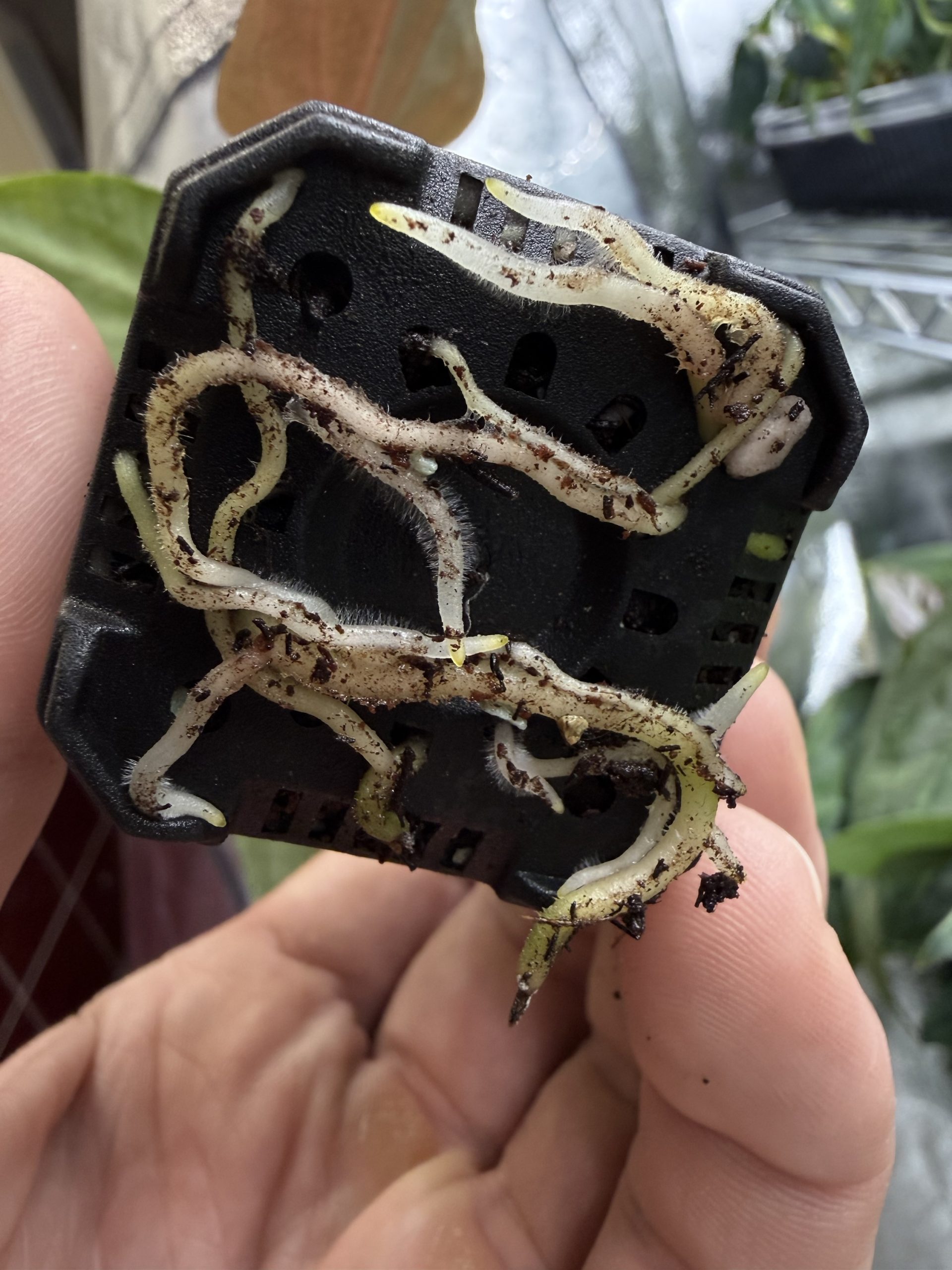 Anthurium sp. nov DF x (RA BVEP x Dorito Portillae) – Bild 5