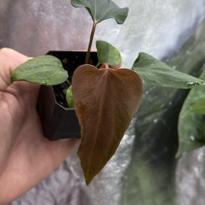 Anthurium sp. nov DF x (RA BVEP x Dorito Portillae)
