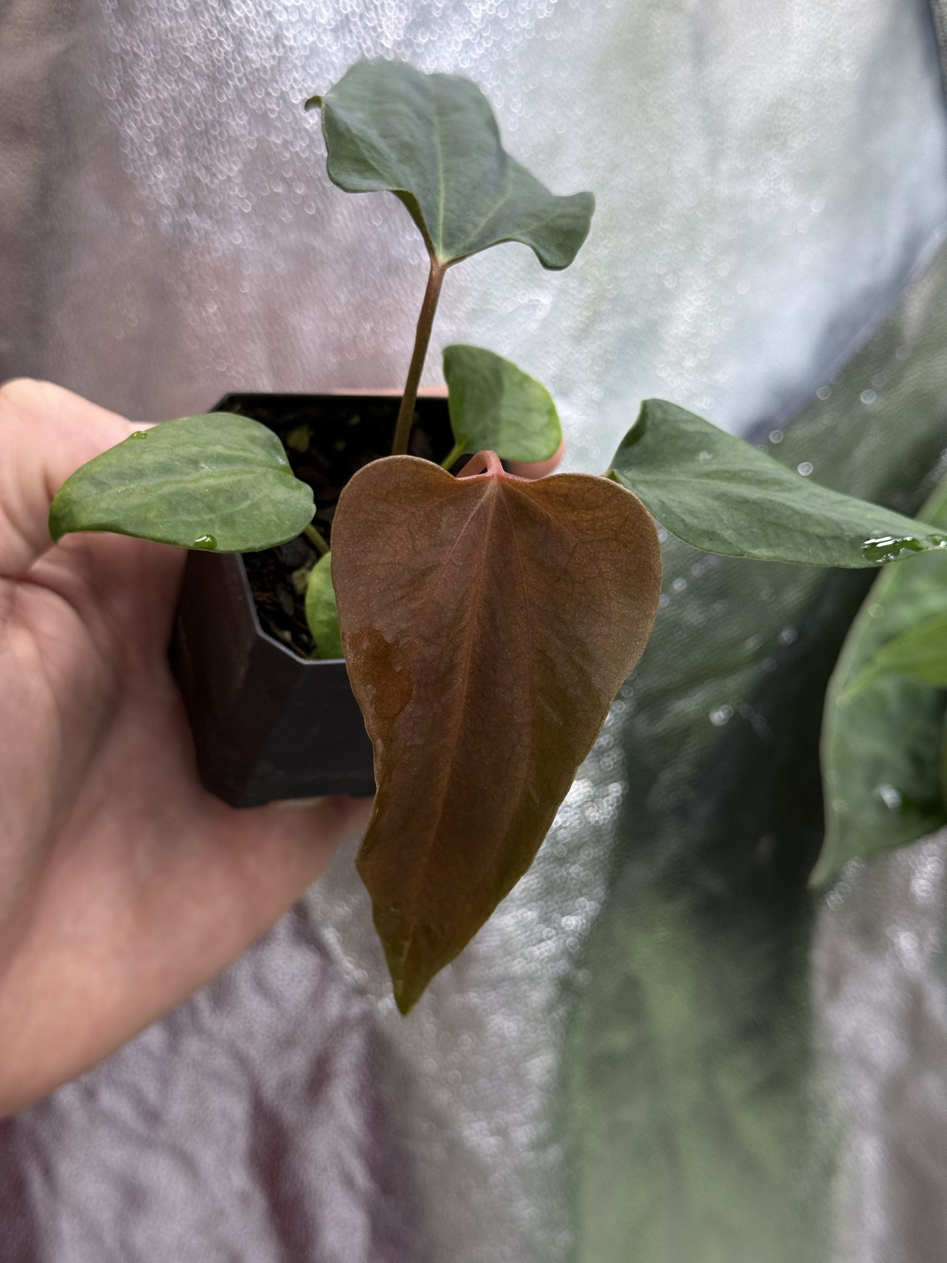 Anthurium sp. nov DF x (RA BVEP x Dorito Portillae)