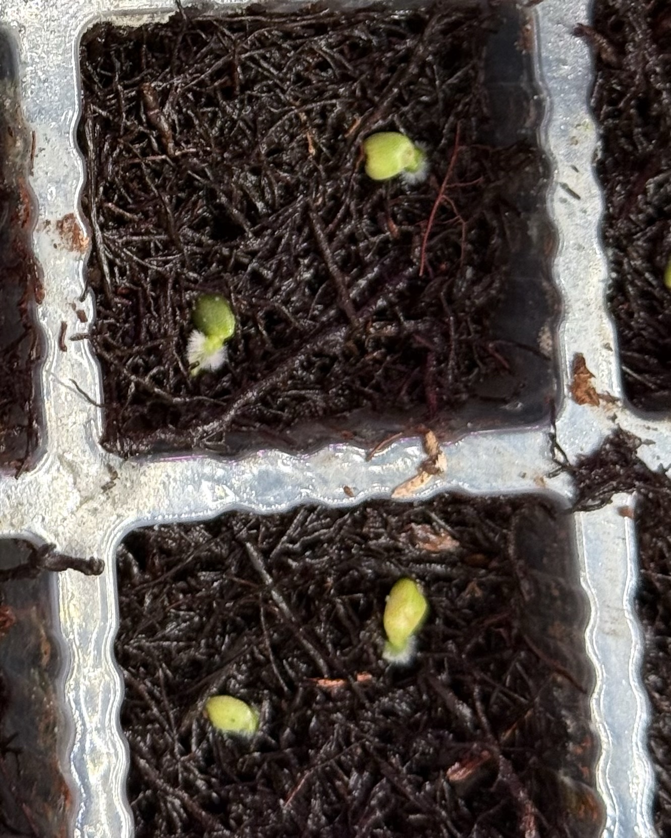 Anthurium (RA BVEP x Dorito Portillae) x self - 2x germinated seed – Bild 2